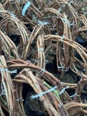 3 yaş, 3-5 M ,Yediveren beyaz üzüm fidanı