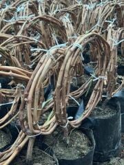 3 yaş, 3-5 M ,Yediveren beyaz üzüm fidanı