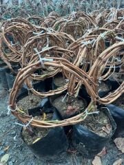 3 yaş, 3-5 M ,Yediveren beyaz üzüm fidanı