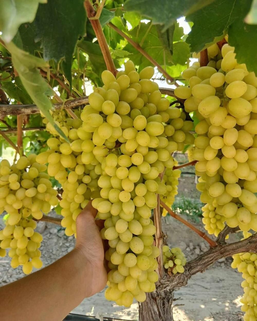 3-5m,3 yaş çekirdeksiz sultaniye üzüm fidan