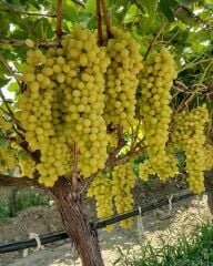 3-5m,3 yaş çekirdeksiz sultaniye üzüm fidan