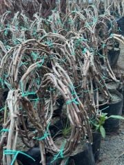 3-5m,3 yaş çekirdeksiz sultaniye üzüm fidan