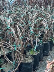 3-5m,3 yaş çekirdeksiz sultaniye üzüm fidan