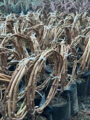 3-5m,3 yaş çekirdeksiz sultaniye üzüm fidan