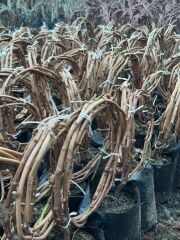 3-5m,3 yaş çekirdeksiz sultaniye üzüm fidan