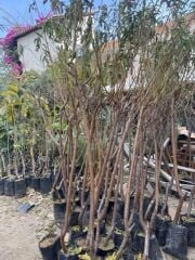 Tüplü 4 yaş meyve veren Nektarin fidanı 180-200 cm