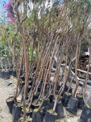 Tüplü 4 yaş meyve veren Nektarin fidanı 180-200 cm