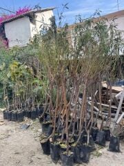 Tüplü 4 yaş meyve veren Nektarin fidanı 180-200 cm