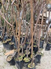 Tüplü 4 yaş meyve veren Nektarin fidanı 180-200 cm