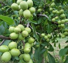 Saksıda 5 yaş meyve veren aşılı chandler ceviz fidanı boy 200-250 cm