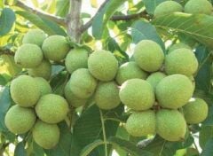 Saksıda 5 yaş meyve veren aşılı chandler ceviz fidanı boy 200-250 cm