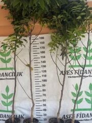 Saksıda 5 yaş meyve veren aşılı chandler ceviz fidanı boy 200-250 cm
