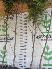Saksıda 5 yaş meyve veren aşılı chandler ceviz fidanı boy 200-250 cm