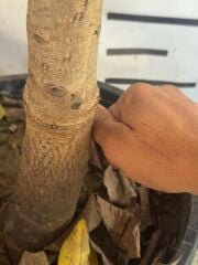 Saksıda 5 yaş meyve veren aşılı chandler ceviz fidanı boy 200-250 cm