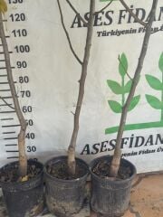 Saksıda 5 yaş meyve veren aşılı chandler ceviz fidanı boy 200-250 cm
