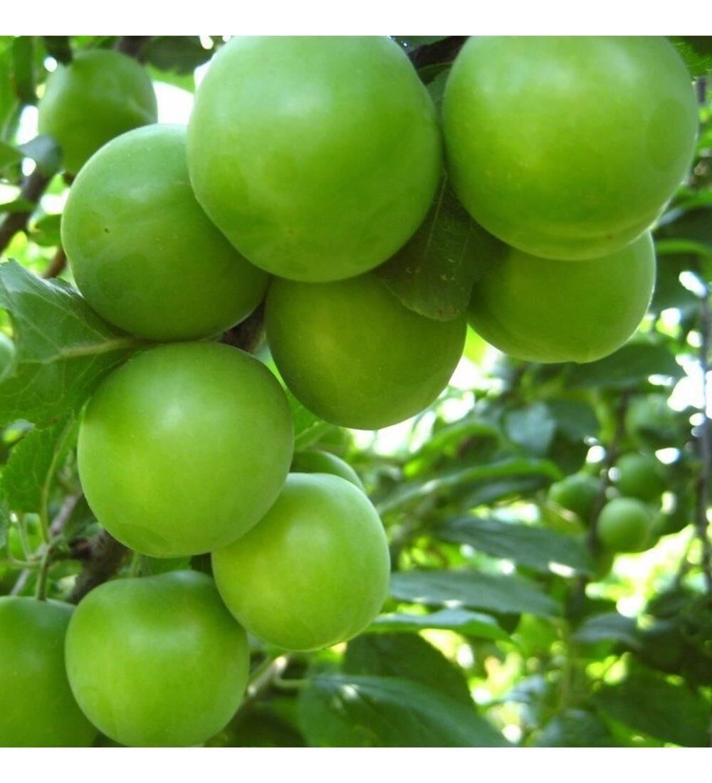 TÜPLÜ 4 YAŞ MEYVE VEREN YEŞİL CAN ERİK FİDANI BOY 180-200 CM