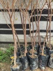 TÜPLÜ 4 YAŞ MEYVE VEREN YEŞİL CAN ERİK FİDANI BOY 180-200 CM