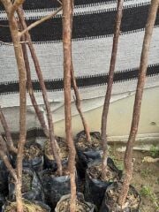 TÜPLÜ 4 YAŞ MEYVE VEREN YEŞİL CAN ERİK FİDANI BOY 180-200 CM