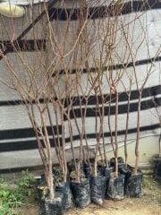 TÜPLÜ 4 YAŞ MEYVE VEREN YEŞİL CAN ERİK FİDANI BOY 180-200 CM