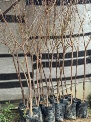 TÜPLÜ 4 YAŞ MEYVE VEREN YEŞİL CAN ERİK FİDANI BOY 180-200 CM