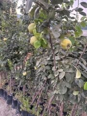 TÜPLÜ 4 YAŞ MEYVE VEREN EKMEK AYVA FİDANI BOY 180-200 CM