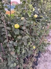 TÜPLÜ 4 YAŞ MEYVE VEREN EKMEK AYVA FİDANI BOY 180-200 CM