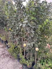 TÜPLÜ 4 YAŞ MEYVE VEREN EKMEK AYVA FİDANI BOY 180-200 CM