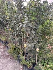 TÜPLÜ 4 YAŞ MEYVE VEREN EKMEK AYVA FİDANI BOY 180-200 CM