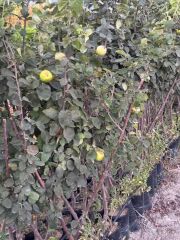 TÜPLÜ 4 YAŞ MEYVE VEREN EKMEK AYVA FİDANI BOY 180-200 CM