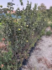 TÜPLÜ 4 YAŞ MEYVE VEREN EKMEK AYVA FİDANI BOY 180-200 CM