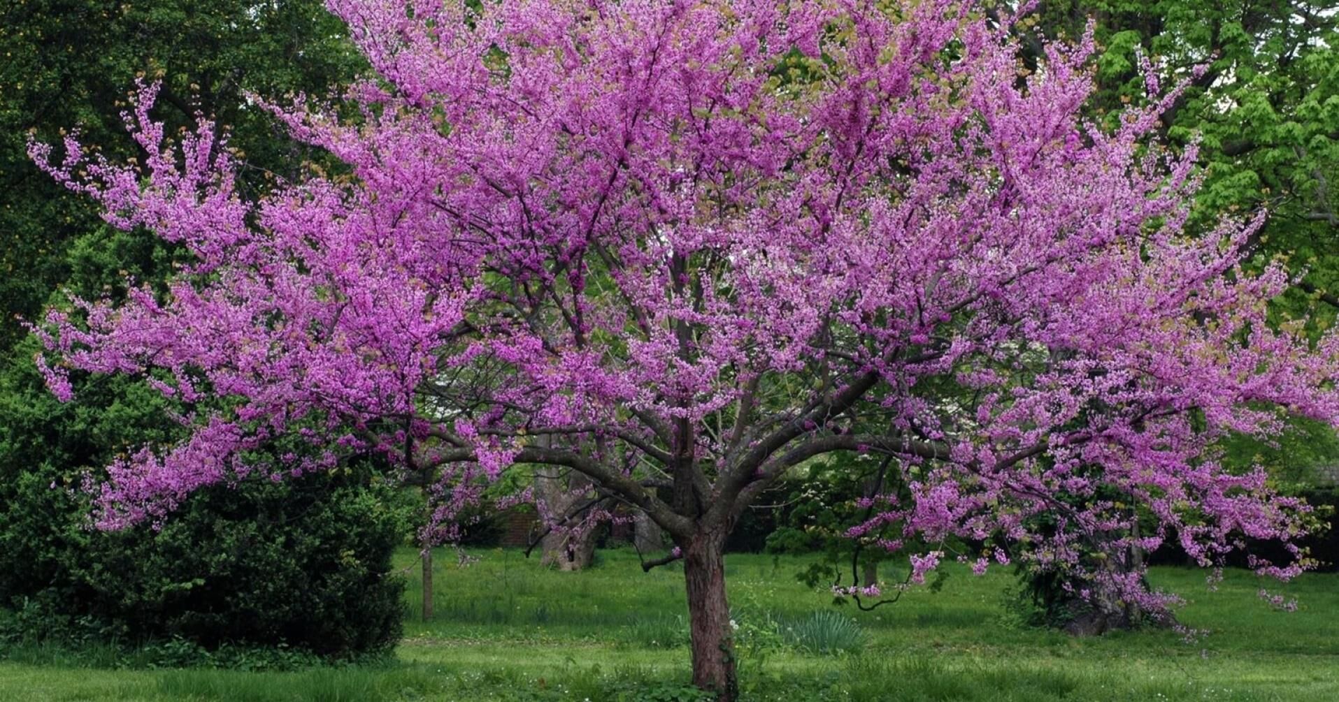 4 yaş saksıda mor erguvan ağacı boy 180-200 cm
