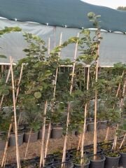 4 yaş saksıda mor erguvan ağacı boy 180-200 cm