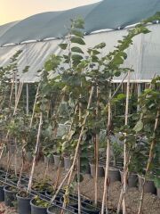 4 yaş saksıda mor erguvan ağacı boy 180-200 cm