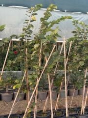 4 yaş saksıda mor erguvan ağacı boy 180-200 cm