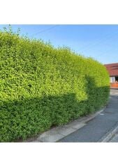 tüplü 10 adet çitbitkisi Ligustrum(kurtbağrı) fidanı boy 150-180 cm