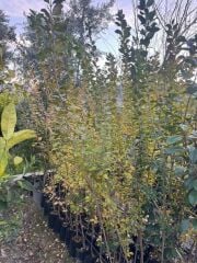 tüplü 10 adet çitbitkisi Ligustrum(kurtbağrı) fidanı boy 150-180 cm