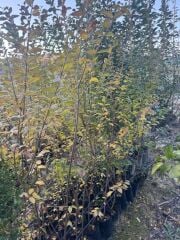 tüplü 10 adet çitbitkisi Ligustrum(kurtbağrı) fidanı boy 150-180 cm