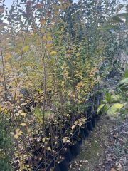 tüplü 10 adet çitbitkisi Ligustrum(kurtbağrı) fidanı boy 150-180 cm
