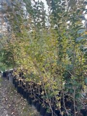 tüplü 10 adet çitbitkisi Ligustrum(kurtbağrı) fidanı boy 150-180 cm