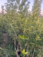 3 YAŞ TÜPLÜ ,MEYVE VEREN ,TATLI (ŞEKER) LİMON FİDANI BOY 130-150 CM