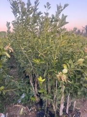 3 YAŞ TÜPLÜ ,MEYVE VEREN ,TATLI (ŞEKER) LİMON FİDANI BOY 130-150 CM