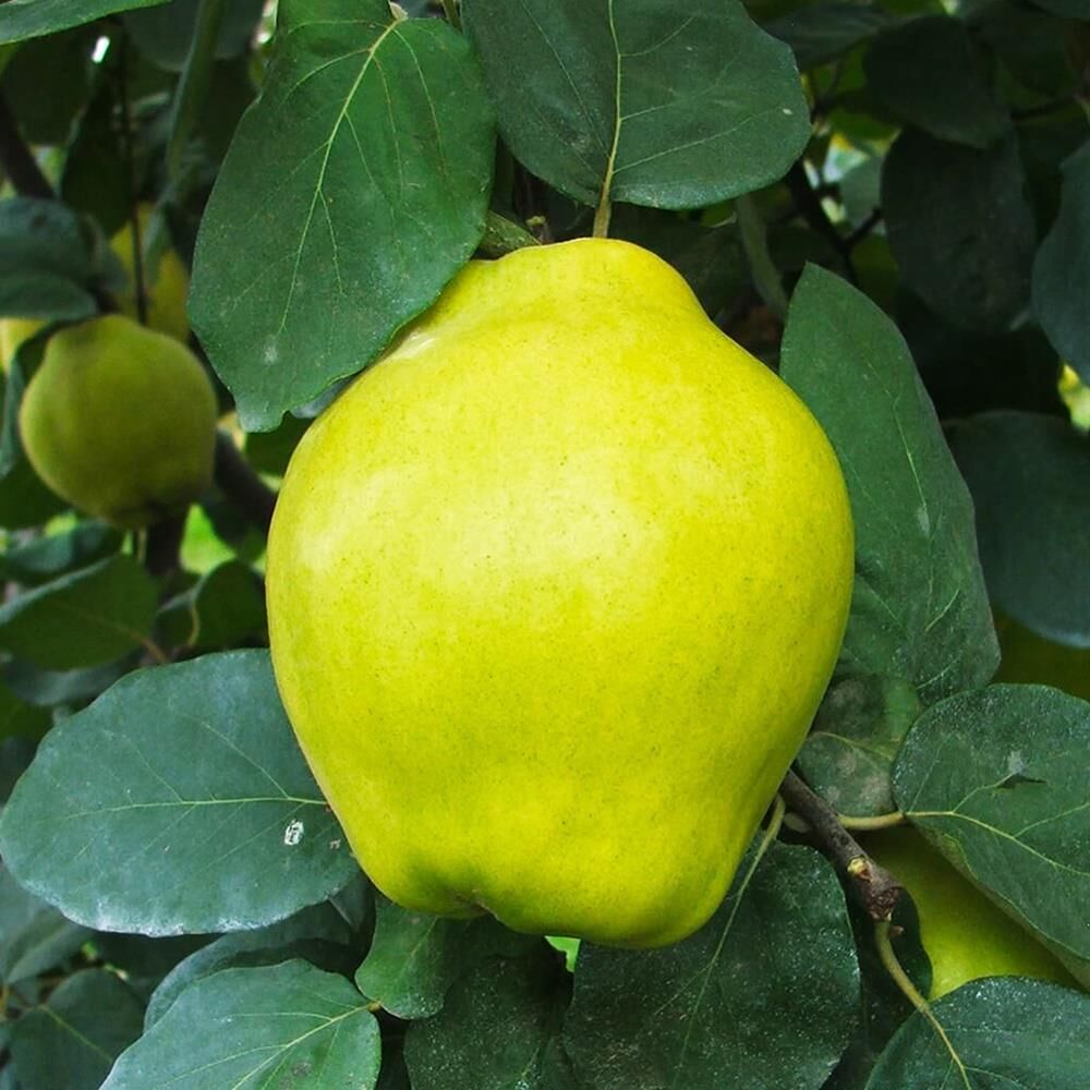 TÜPLÜ EGE22 AYVA FİDANI,YAŞ 3 BOY 150-180 CM