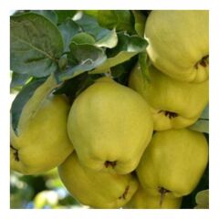 TÜPLÜ EGE22 AYVA FİDANI,YAŞ 3 BOY 150-180 CM