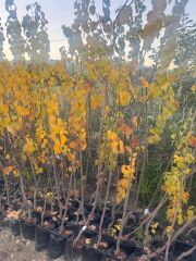 TÜPLÜ EGE22 AYVA FİDANI,YAŞ 3 BOY 150-180 CM