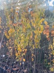 TÜPLÜ EGE22 AYVA FİDANI,YAŞ 3 BOY 150-180 CM