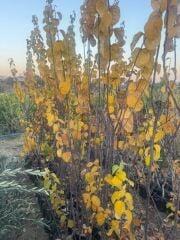 TÜPLÜ EGE22 AYVA FİDANI,YAŞ 3 BOY 150-180 CM