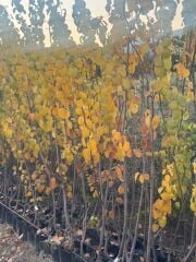 3 YAŞ TÜPLÜ EŞME AYVA FİDANI BOY 150-180 CM