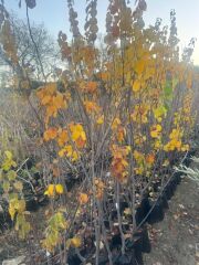 3 YAŞ TÜPLÜ EŞME AYVA FİDANI BOY 150-180 CM