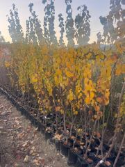 3 YAŞ TÜPLÜ EŞME AYVA FİDANI BOY 150-180 CM