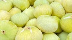 Tüplü Kahramanmaraş İri Meyveli Abbas İnciri Fidanı 80-100 CM